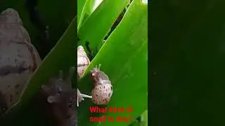 what kind of snail is this? #snail #wildsnail