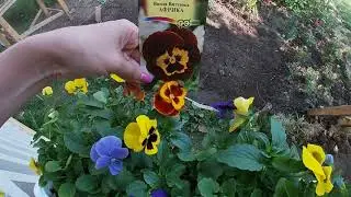Виола и  Анютины глазки.Выращивание и уход.
