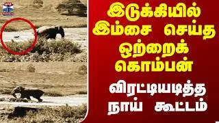 Wild Elephant Attroctoes || இடுக்கியில் இம்சை செய்த ஒற்றைக் கொம்பன் -  விரட்டியடித்த நாய் கூட்டம்