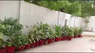 By planting trees and caring plants ,we can reduce air pollution in karachi #draliimran64