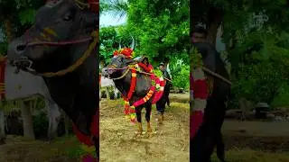 Hero of Black🐂 | Mass strength of bull | #jallikattu #trendingshorts #reels #story