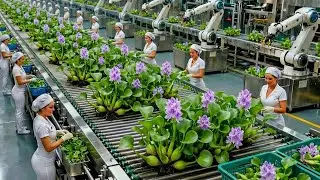 Inside a Modern Factory: Transforming Water Hyacinth Into Luxury Handicrafts (full process)