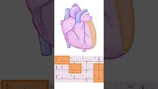 Which Part of the Heart Does Each ECG Lead Monitor? | 12-Lead ECG Explained Simply