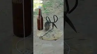 DIY Bird Trap - Unique Building a Bamboo Quail Trap #shortvideo #animaltrap #youtube