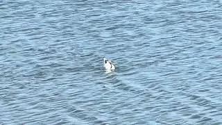 Avoceta com&uacute;n (Recurvirostra avosetta)