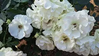 Rosa sempervirens, The evergreen rose, White Rose, Green rose