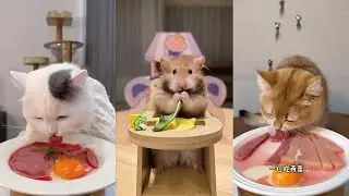 Yummy！Dog eating food funny video. pet eating food. cat eating food. 小狗吃饭的视频，小猫吃美食，看看宠物喜欢吃什么食物？