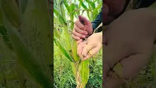 GVH4646824 mini rotary tillage and ridging all-in-one fresh corn piking short view #short #viral
