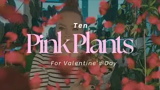 10 Pink Plants for Valentine&rsquo;s Day 💝