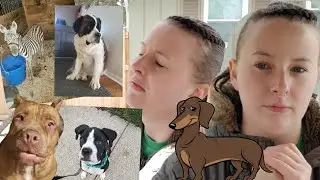 The TRUTH About Working For Rover (Pet Sitting & Dog Walking)