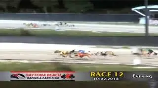 Greyhound Catches Lucky The Lure at Daytona!