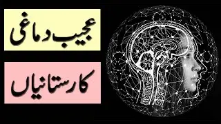 Amazing Brain Facts in Urdu Hindi