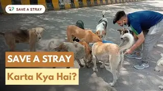 Save A Stray's Story by Vidit || Save A Stray #saveastray
