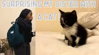 BRINGING OUR CAT HOME!| First day with kitten + Shopping for her arrival . . .