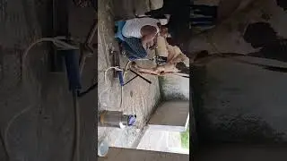 manual milking machine working video call 9600530005 ten litres machine7500 and 20 litre machine9000