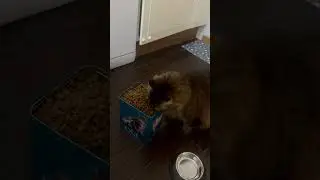 LUXURY CAT MODE: ACTIVATED | Режим &laquo;роскошного кота&raquo;: активирован