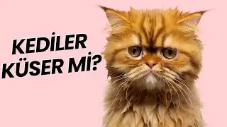 KEDİLER KÜSER Mİ? 😿 (Kedileri İncitmenin 6 Yolu)