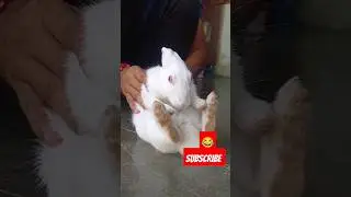 Rabbit dance🐇 #funny #dance 💕 🥰 bhai sahab main to thak Gaya 🤓🤣🤭😎