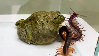 Giant centipede tries to escape from giant Pacman frog but can't / African Bullfrog 【LIVE FEEDING】