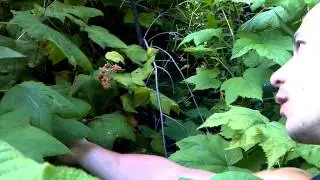 thimble berry