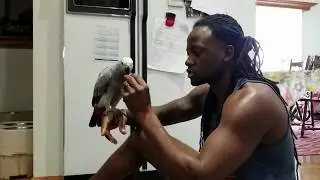 Peppa the African Grey Daily Routine on Myhouse TV