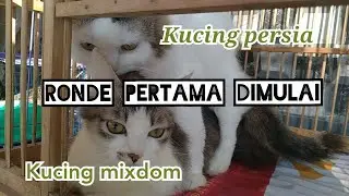 MATING CATS!!! KUCING PERSIA &times; KUCING MIXDOM