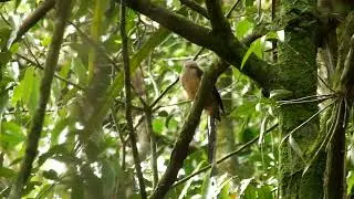 Bornean Treepie (Dendrocitta cinerascens) at Mount Kinabalu, Sabah, Malaysia