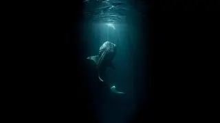 Whale Emerges From the Depths
