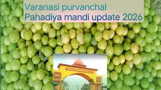 Varanasi purvanchal Pahadiya mandi update 2026//#ytshorts #fruit #vegetables #venezuela #farming 