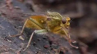 Gelbe Dungfliege (Scathophaga stercoraria)