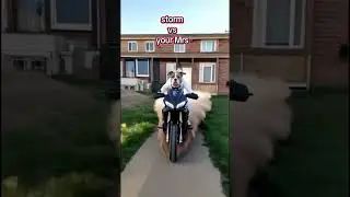 #funny #dog #xlbully