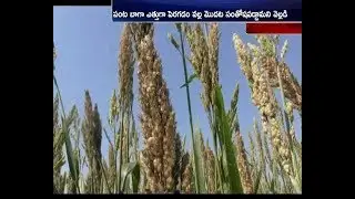 Fake Seeds Continue to Trouble Maize Farmers | at Thavveda | Nirmal Dist