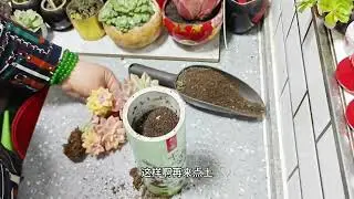 出锦了#爱生活爱养花 #多肉植物 Out of Brocade # Love Life, Love Flowers # Succulent Plants