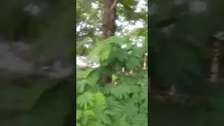 invasive Albizia plant in Qarsherskiyan neighborhood - Persian Silk Tree from Iran