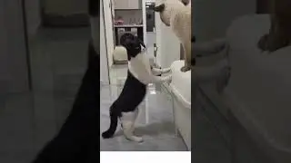 Tony Baker Cat Video
