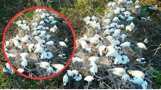 201-Amazing birds feeding baby birds in the wild.#Birds #BabyBirds #FeedingTime #Nature #Wildlife