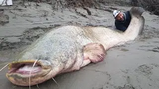 RECORD SILURO A SPINNING da 125 kg X 2,65 mt per YURI GRISENDI - HD by CATFISH WORLD