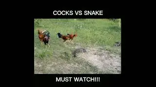 COCK VS SNAKE