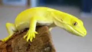 The Gecko Show