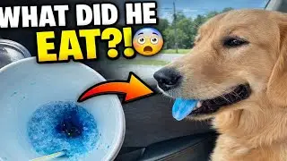 Pets Caught Red-Handed Stealing Food 🤣 | Hilarious Fails You Must See!