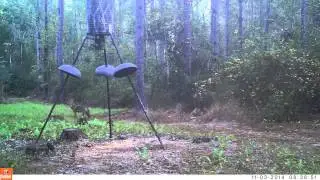 Bushnell Trophy cam HD Max Coyote in the daytime.