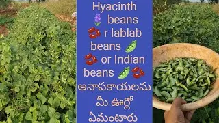 Hervesting అనాపకాయలు (Hyacinth🪻beans🫛🫘 or lablab beans 🫛🫘or Indian beans 🫛🫘)👈at my farm😍#villagelife