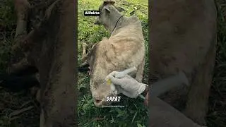 Animal injection trick #shorts