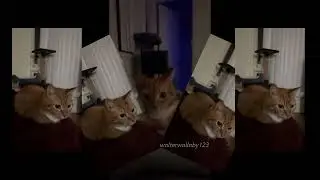 Cat absolutely vibing