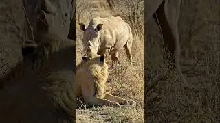 Rhino vs Lion: Run away without fighting