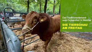 Das Ochsenfest in Wetzlar