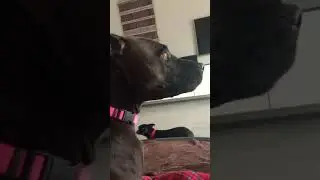 Pitbull growling