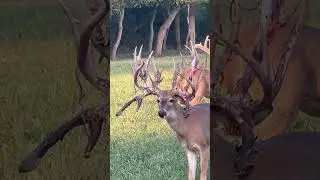 BIG DADDY DROPS !! #deerhunter #deerhunting #wildlife #hunting
