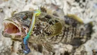 Jighead TV: Rockfishing in Dubai, UAE. Grouper on Softbaits