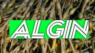 Notes On Algin #C.K.Kokate